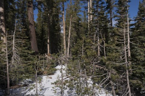 Trees