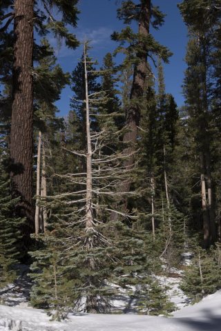 Trees