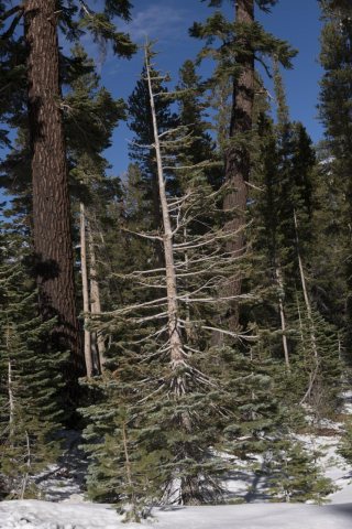 Trees