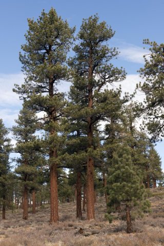 Trees