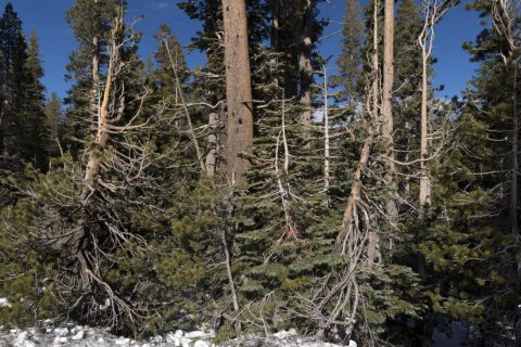 Trees