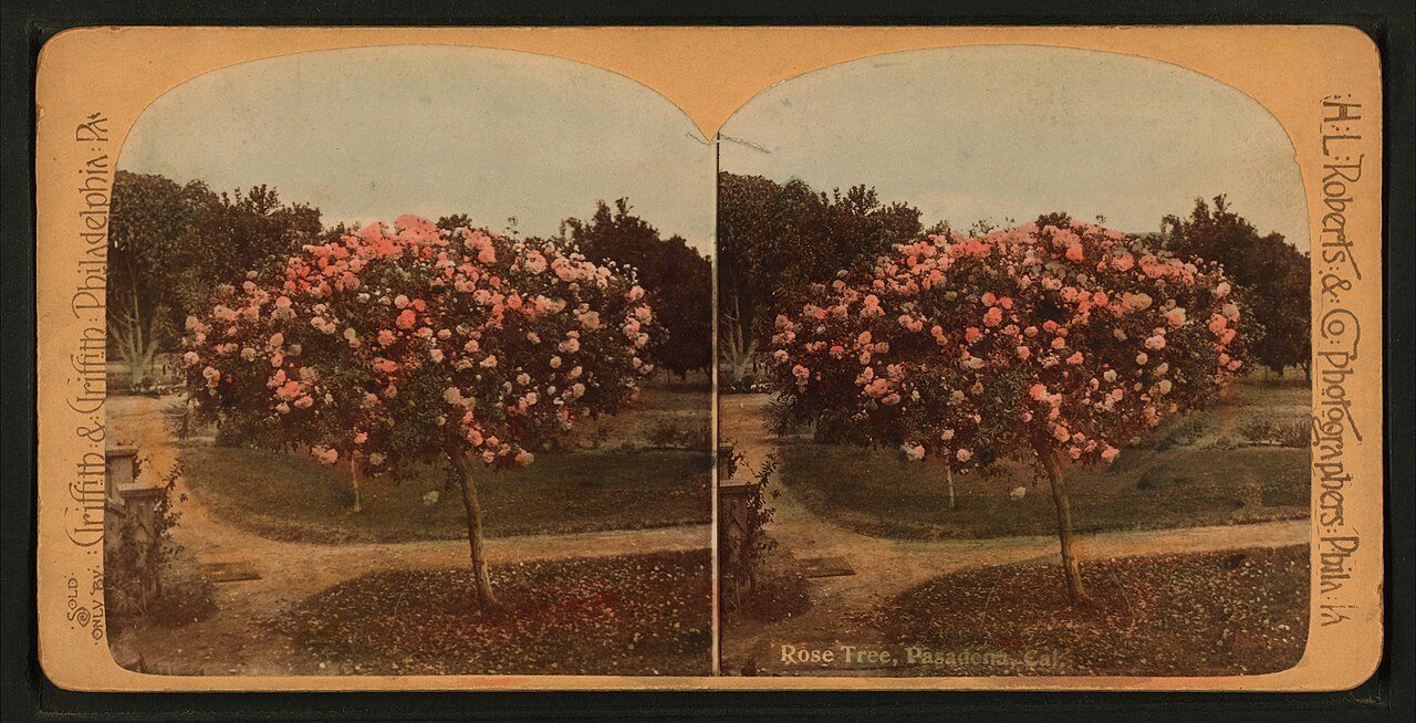 Rose Tree, Pasadena, Cal