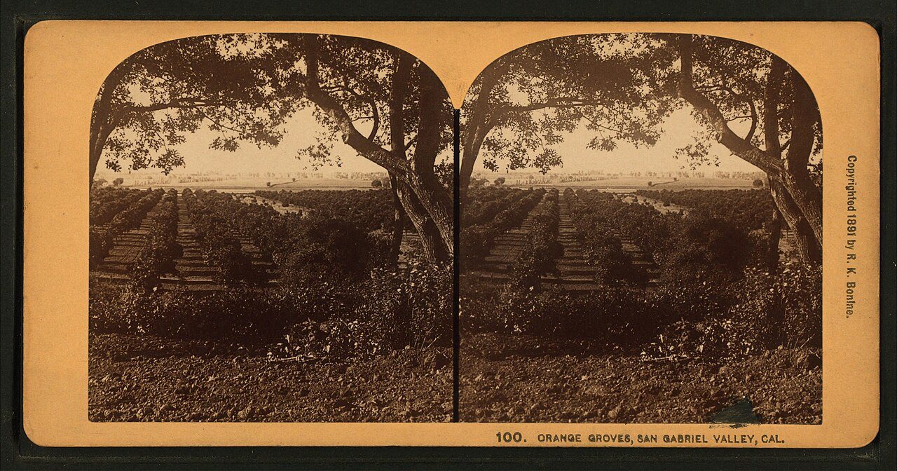 Orange Groves, San Gabriel Valley, Cal.Alternate Title: Stereoscopic views, no.100