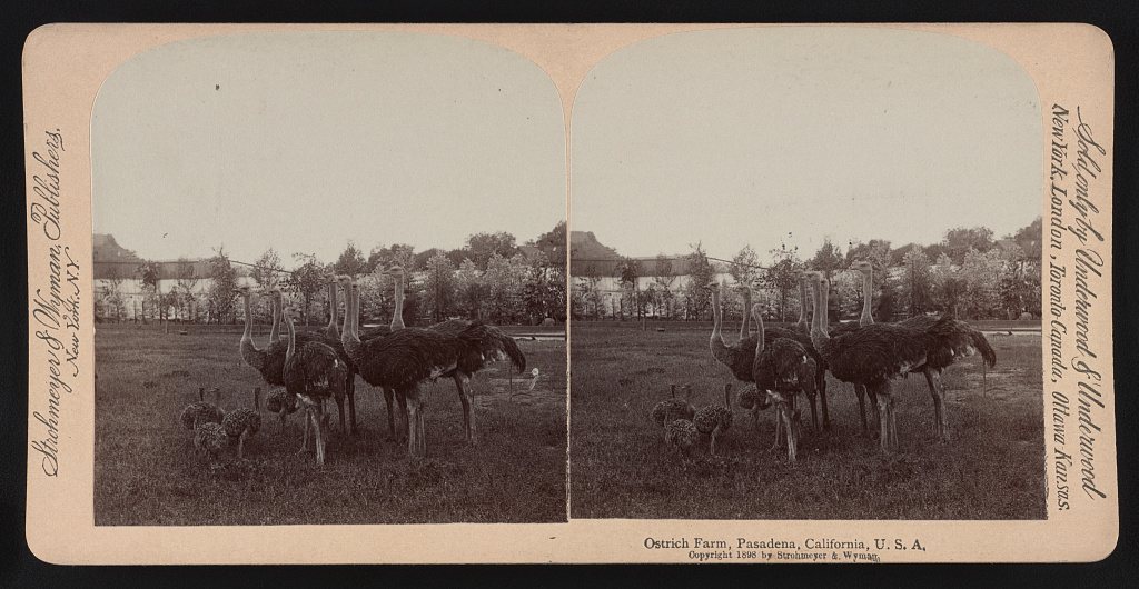 Ostrich farm