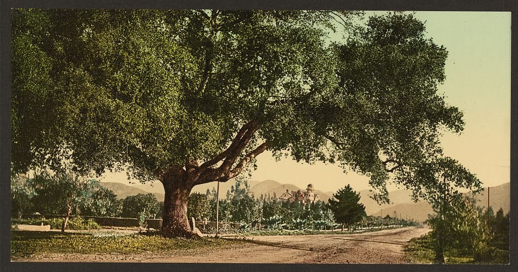California. Orange Grove Avenue