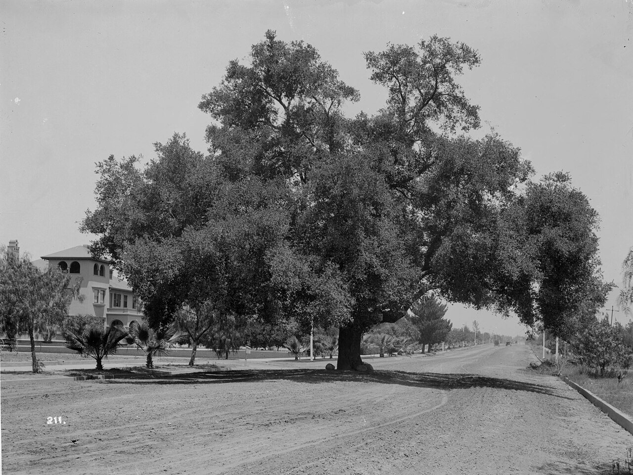 A huge live oak tree in the middle of Orange Grove Avenue (Marengo Avenue?), Pasadena, ca.1890-1907 (CHS-211)