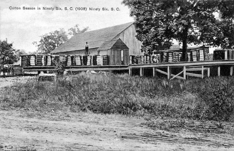 South Carolina - Cotton season in