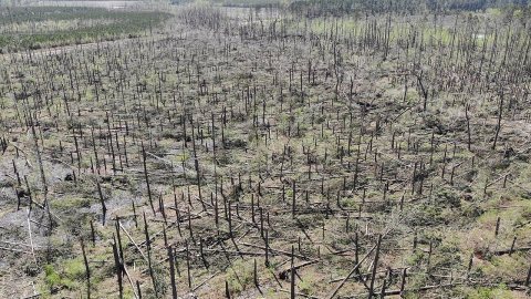 Ulmer EF3 tree damage 2022