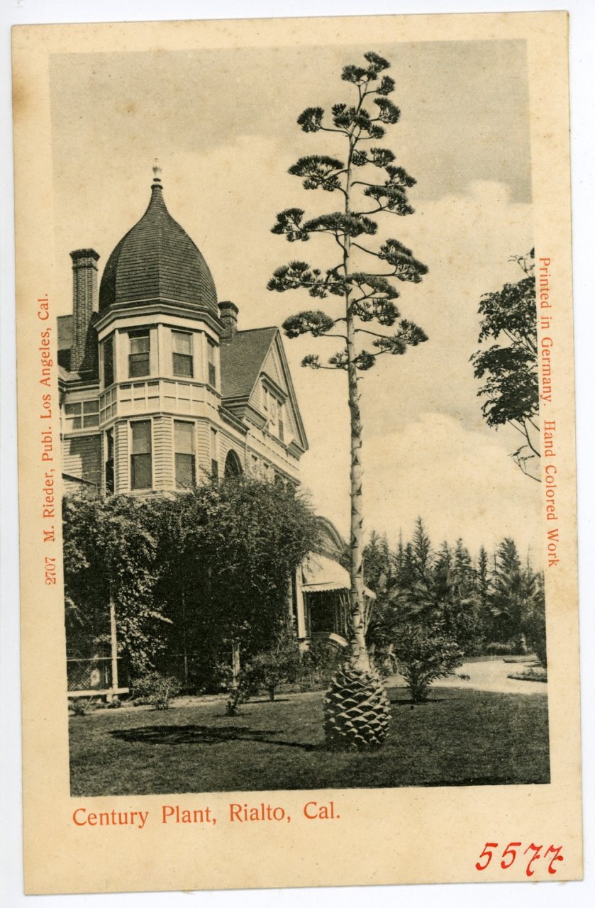 05577-Rialto-1904-Century Plant, Rialto, California-Brück & Sohn Kunstverlag