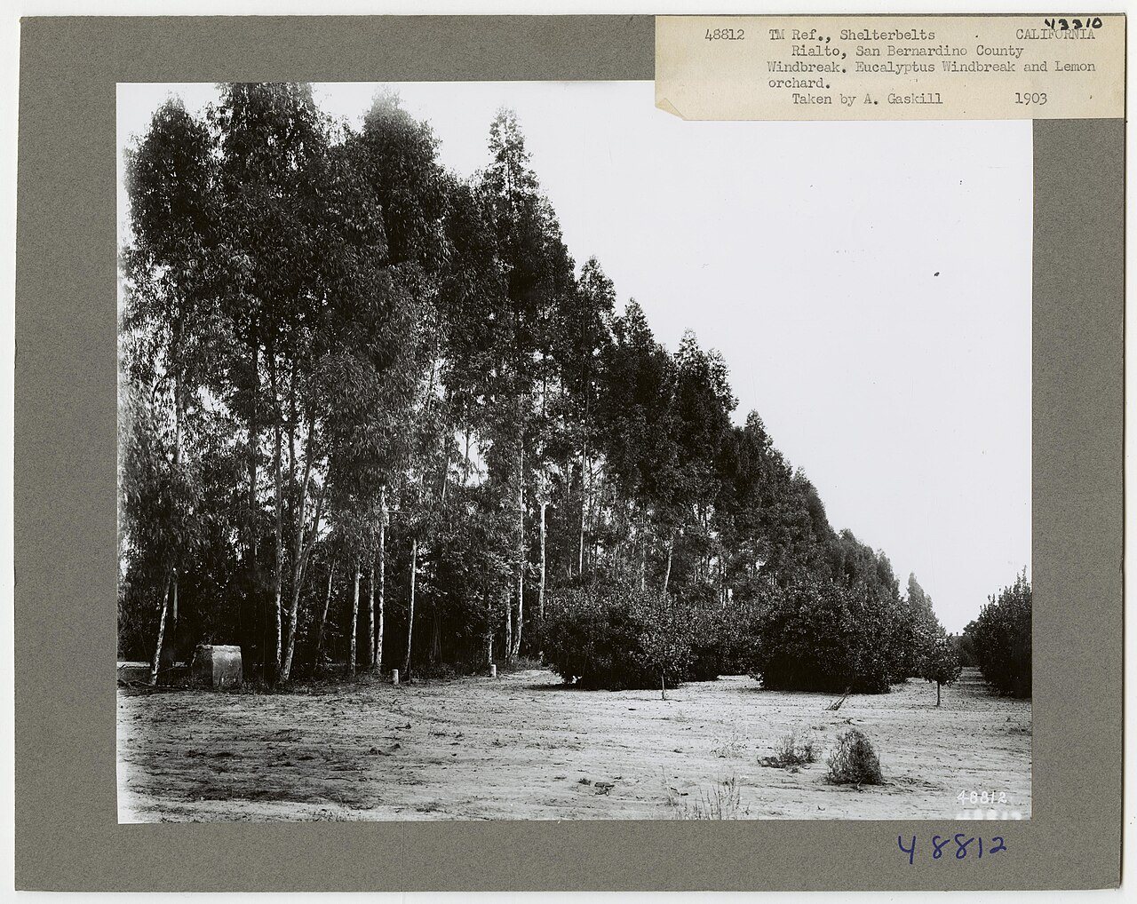 Shelterbelts: Windbreaks - California