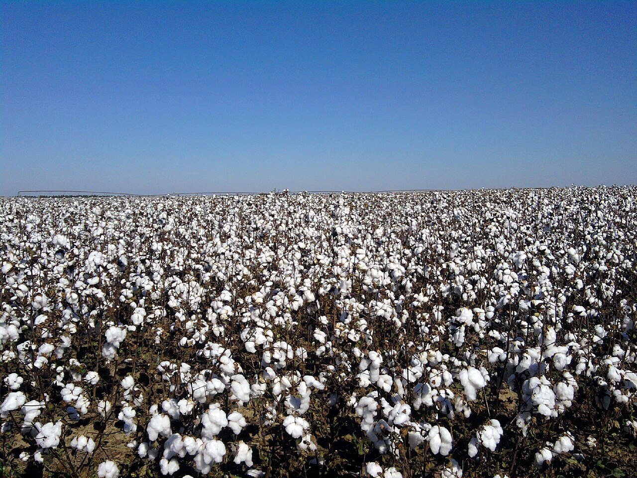 Cotton - panoramio (1)