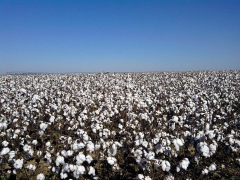 Cotton - panoramio (1)
