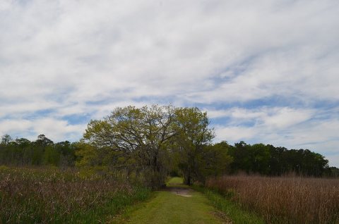 Caw Caw Interpretive Center DSC 2000