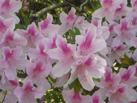 Azaleas
