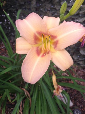 Simple Beauty