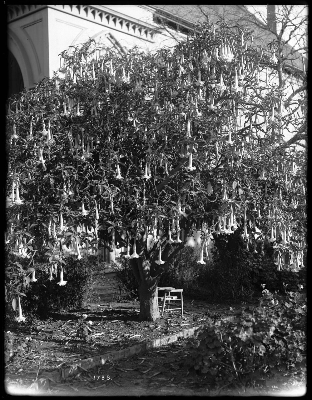 Large trumpet flower plant (Bruginansia) in Santa Barbara, 1908 (CHS-1788)
