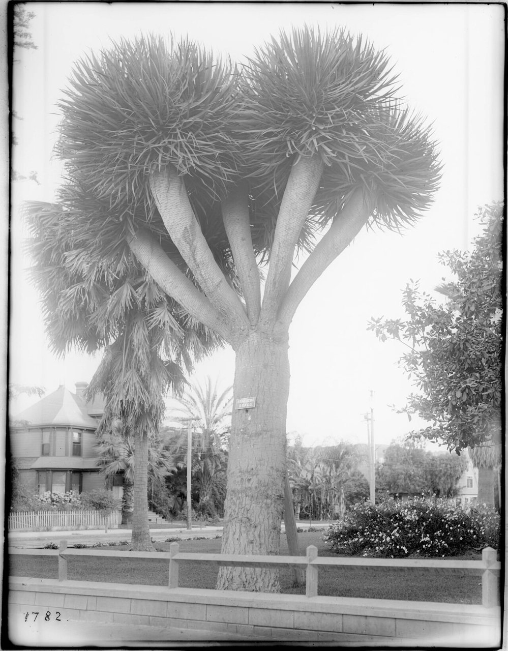 Large rare yucca plant (Yucca Radiata) on the grounds of Santa Barbara's Hotel Arlington, ca.1900 (CHS-1782)
