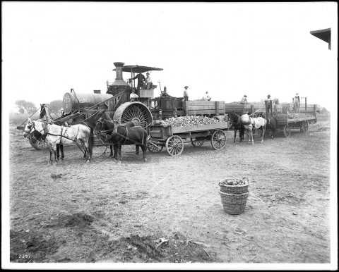 A traction engine hauling sugar beets, Visalia, Tulare County, California, ca.1900 (CHS-5391)