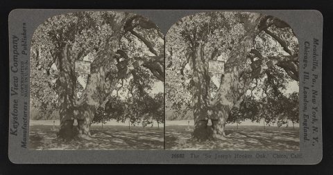 The "Sir Joseph Hooker Oak," Chico, Calif