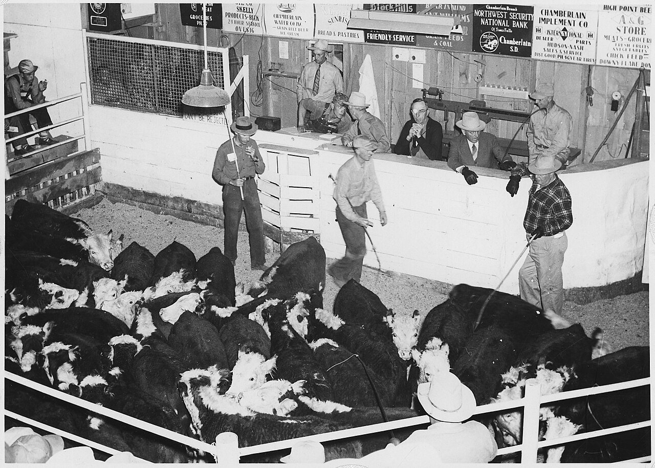 Auction of calves at Chamberllain Sales Ring. Chamberlain, South Dakota