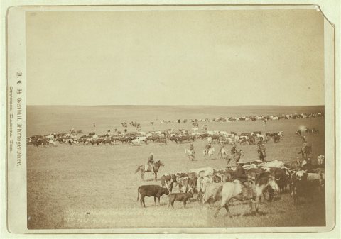 Round-up scenes on Belle Fouche [sic] in 1887