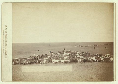 Round-up scenes on Belle Fouche [sic] in 1887