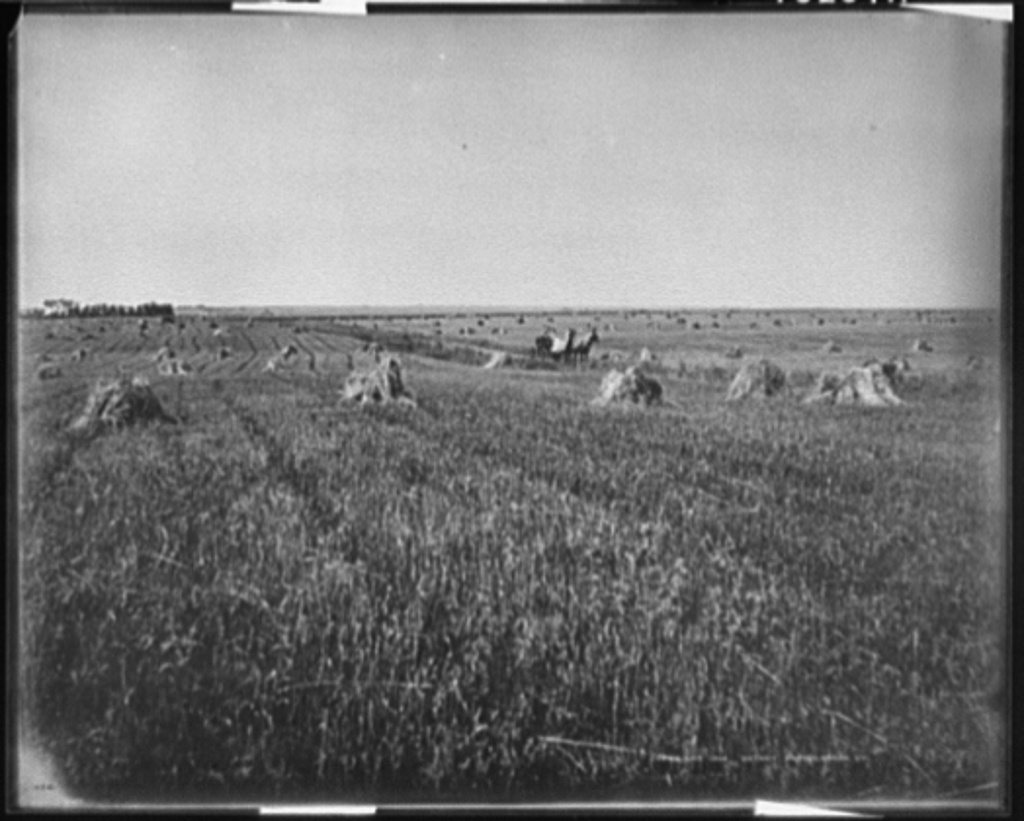 A Harvest field