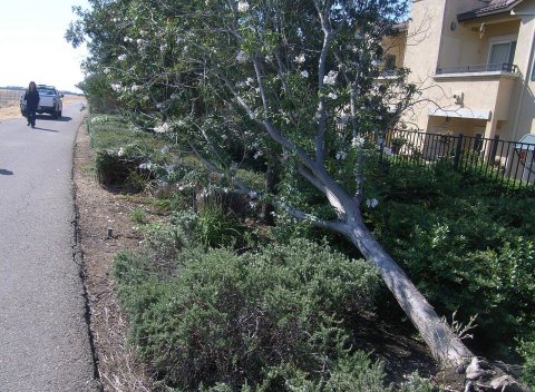 Toppled tree on Elk Grove levee