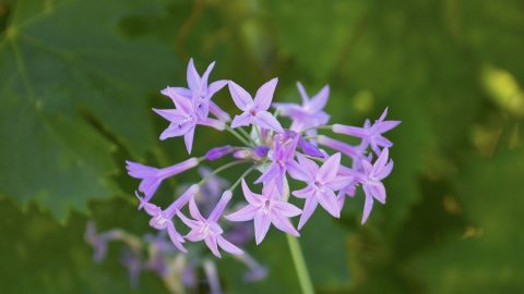 Small Purple Flowers