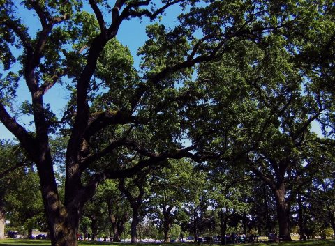 Elk Grove Park