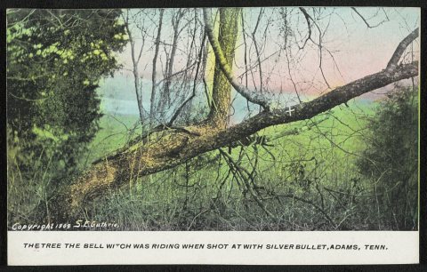 The tree the Bell Witch was riding when shot at with silver bullet