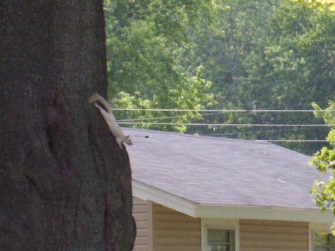 Kenton tn albino squirrel