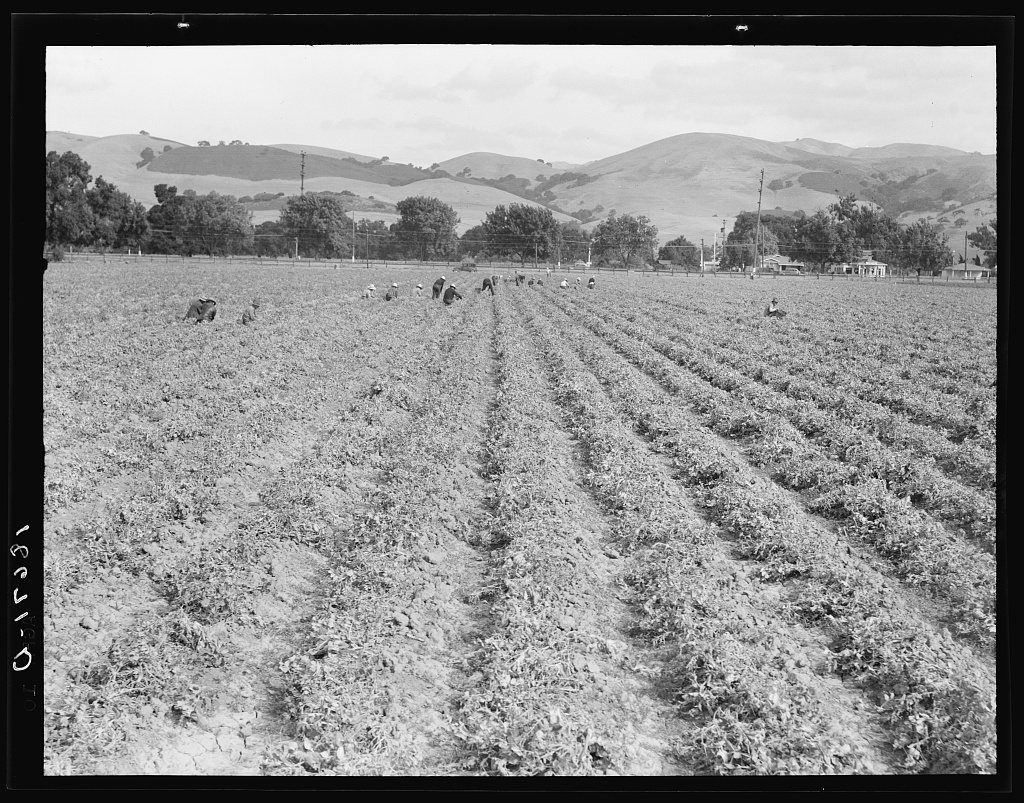 Near Tracy, California. Gang of Filipinos in pea field