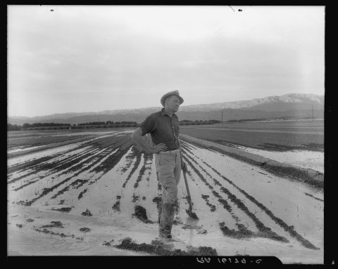 Field worker irrigating alfalfa and barley fields. The field produces eleven cuttings of alfalfa a year, yields nine to…