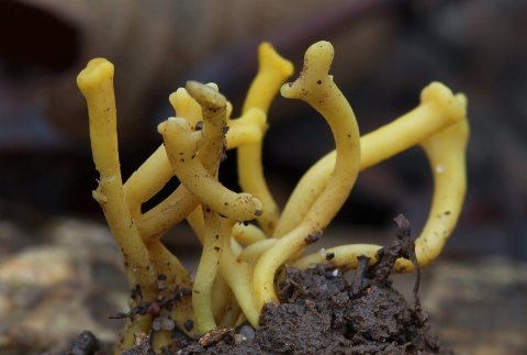 Ramariopsis corniculata (Schaeff.-Fr.) R.H. Petersen 297234