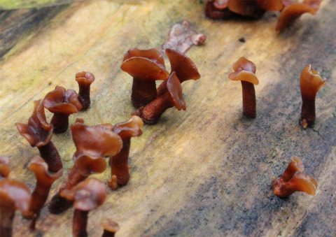 Dacryopinax elegans