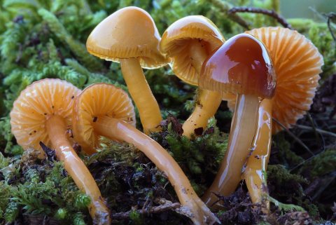 2012-10-22 Hygrocybe psittacina var. perplexa (A.H. Sm. & Hesler) Boertm 274513