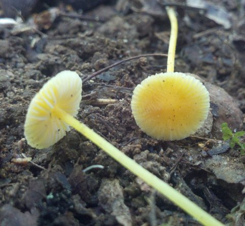 Mycena luteopallens2