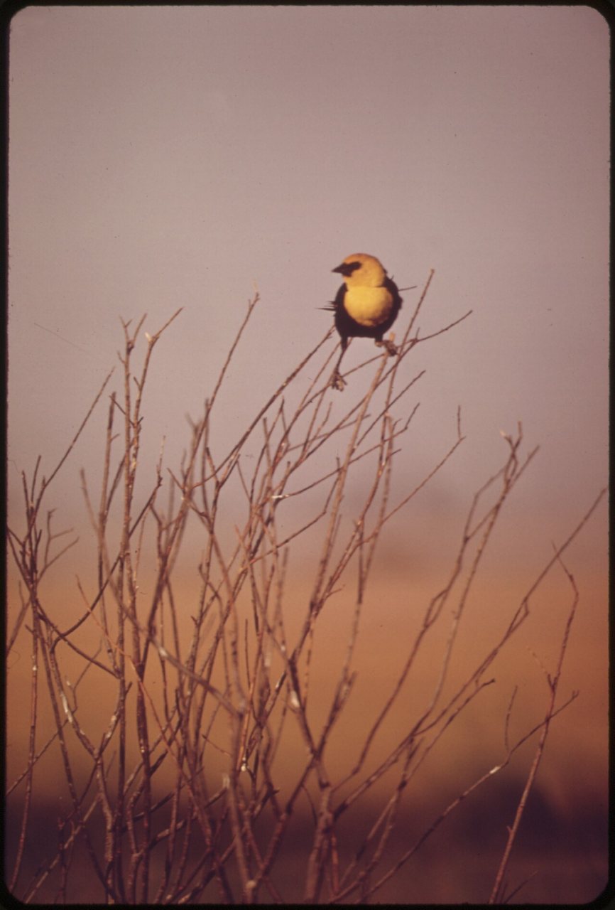 BIRD IN FARMLAND BUSH