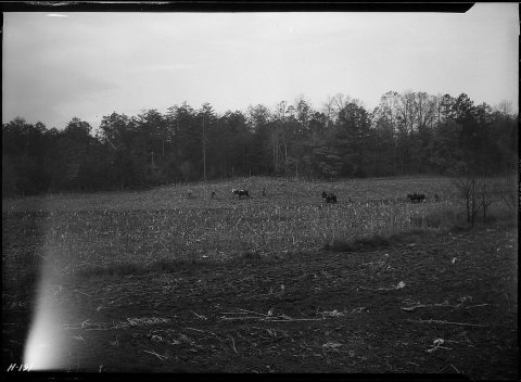 "Teams plowing in one of the fields on the TVA demonstration farm near Norris townsite."