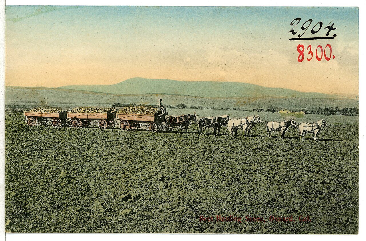 08300-Oxnard, Cal.-1906-Bect Hauling Scene-Brück & Sohn Kunstverlag