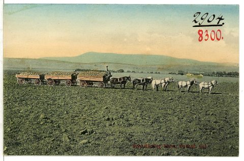 08300-Oxnard, Cal.-1906-Bect Hauling Scene-Brück & Sohn Kunstverlag