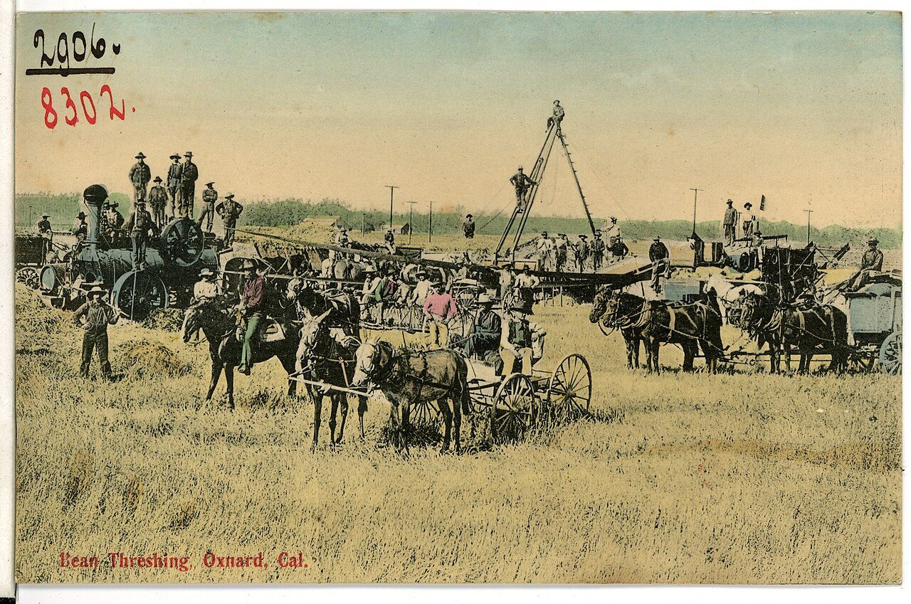 08302-Oxnard, Cal.-1906-Bean Threshing-Brück & Sohn Kunstverlag