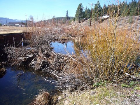 Trout Creek Beaver Dam