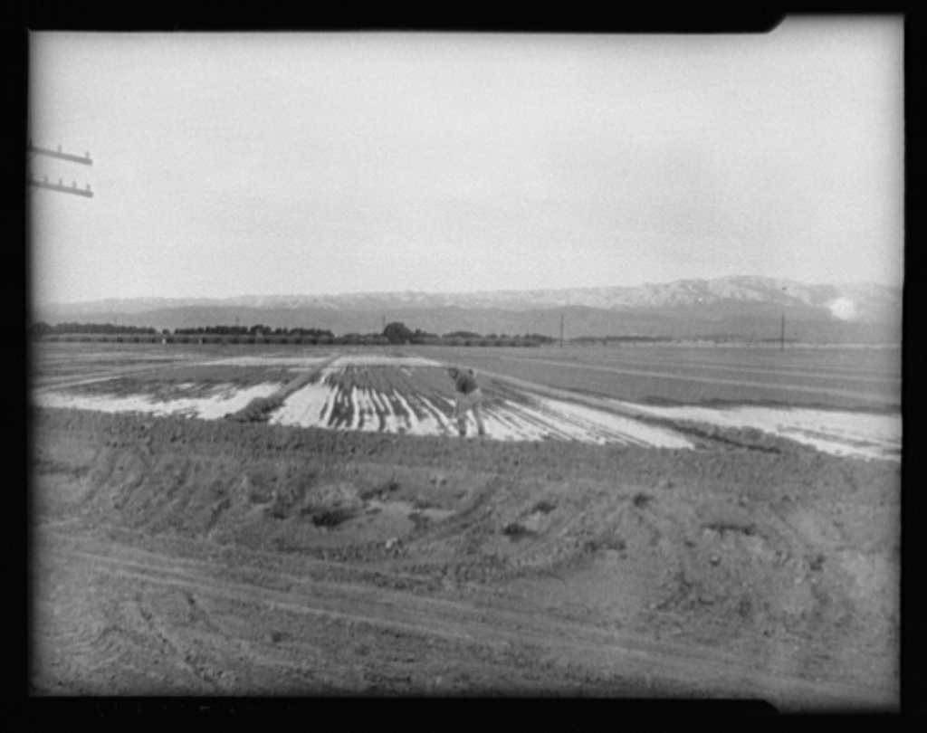 Irrigated fields. Coachella, California