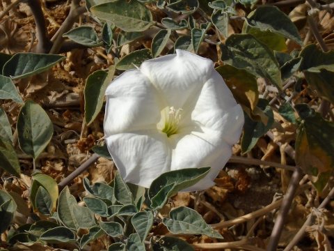 Datura wrightii in Apple Valley, California 2