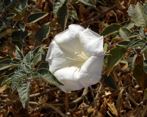 Datura wrightii in Apple Valley, California 1