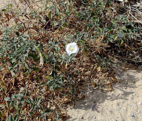 Datura wrightii in Apple Valley, California 3