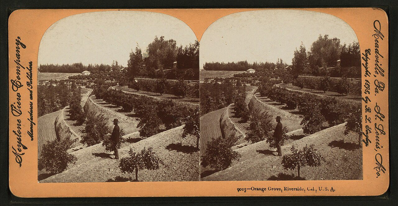Orange Grove, Riverside, Cal, U.S.A