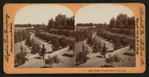 Orange Grove, Riverside, Cal, U.S.A